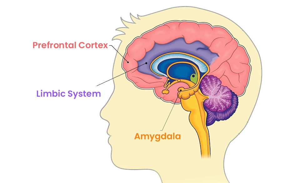 Limbic Sytem 